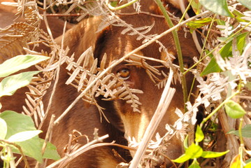 giraffe in the grass