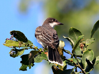 Eastern Kingbird in Toronto's Don Valley