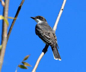 Eastern Kingbird in Toronto's Don Valley