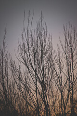 Dry tree silhouette at winter dusk