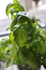 basil