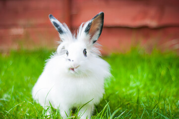 rabbit on grass