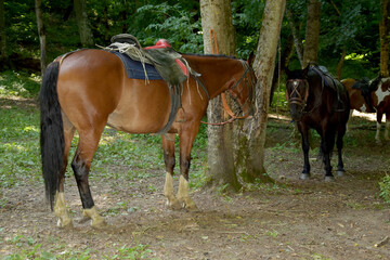 Horses rest under the saddle at a halt. Several bay horses are tied to a tree and stand in the shade under the trees. The horses, standing in the shade under the trees, await the return of the riders.