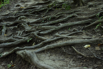 The large roots of the trees intertwined and form an unusual pattern on the surface of the earth. Tree roots as a ladder for tourists.
