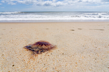 jellyfish on the beach
