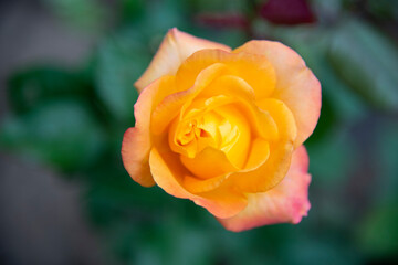 Close-up of a yellow-ranged rose on a background of green garden.