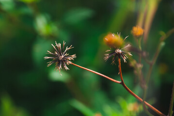 Dry flower branch on blurred green background