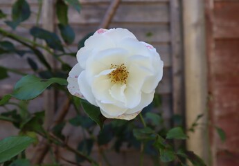 beautiful rose white and red .