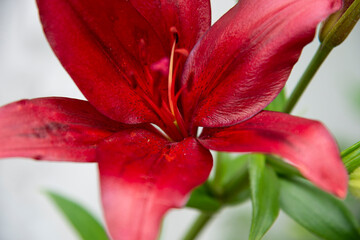 Close up of a red lily flower. Focus on the petals.