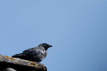 Scouting the jackdaw (Coloeus monedula) on top of the roof.