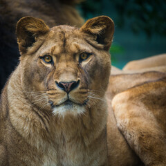 Berber tiger portrait in nature park
