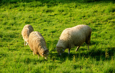 Obraz premium Sheep graze on a green lawn grass in a carpathian village in the summer morning