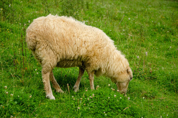 Fototapeta premium Sheep graze on a green lawn grass in a carpathian village in the summer morning