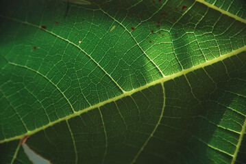 Green leaf texture close up