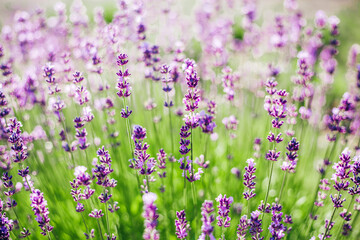 Fototapeta premium Beautiful lush purple lavender bush close-up. A greeting card. Beautiful background. Summer. Place for text