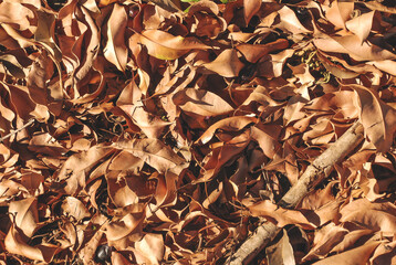 Dry autumn leaves background. Natural texture.