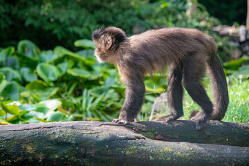 small monkey on a log in subotica, serbia