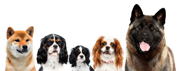 group of dogs on white background in studio