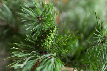 Pine branch with young green cone on blurred needles background