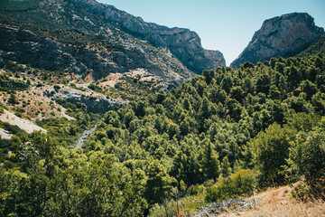 Obraz premium Huge forest that covers the path located on the river bank