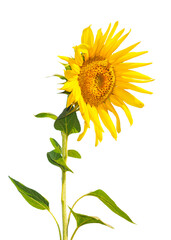 Yellow sunflower isolated on white background