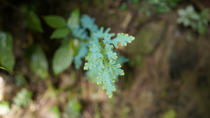 green moss on a tree