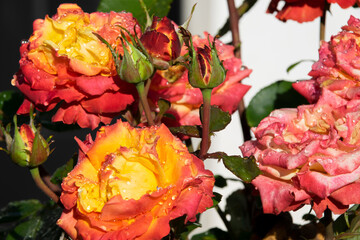 Obraz na płótnie Canvas Aromatic roses in the open air organic garden in Guatemala City with natural sunlight. Ornamental and colorful flowers.