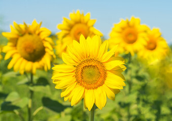 Field with bright yellow sunflowers. Close look.