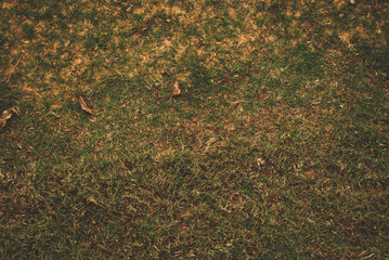 Green and dry grass. Texture green lawn. © Arthur Kolbetz