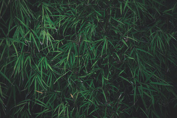 Green leaves of bamboo leaves. Natural background
