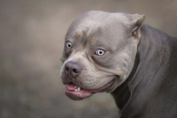 Gentle girl dog breed American bull portrait of a beautiful cute dog looking like a pit bull Pastel colours 