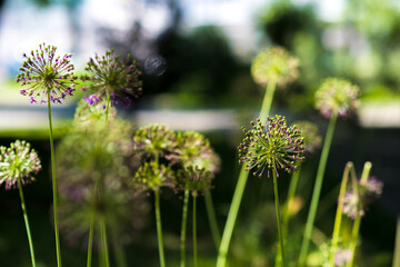 Allium, ornamental onion flowering