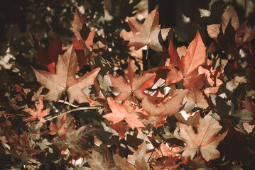 Dried autumn maple leaves. Plane tree.