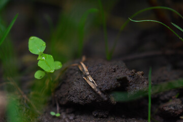 ants on the ground