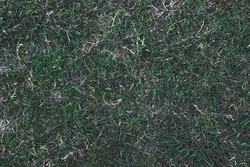 Background of a green and dry grass. Texture green lawn.
