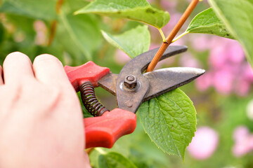 Pruning garden plants with a special cutter