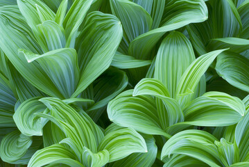 green leaves background