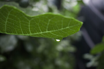 close up of green leaf