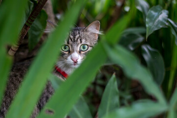 Naklejka na ściany i meble Domestic cat with green eyes and a red collar, hidden behind the vegetation.