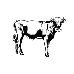 Bull, young calf, buffalo black and white. Monochrome Illustration Vector Sketch hand drawn.Graphics. Symbol of the new year