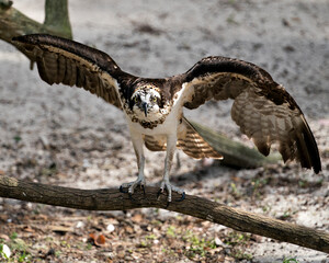 Osprey Stock Photos.Osprey close-up profile view perched on a branch with spread wings looking at you and enjoying its environment and surrounding. Picture. Image. Portrait.