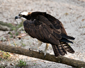 Osprey Stock Photos.  Close-up profile view perched on a log with a sand background displaying its brown feathers plumage, eye, beak, talons in its environment and habitat. Image. Portrait. Picture.