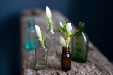 Autumn bouquet of white Gentiana lutea in a small glass vase on a textured wooden surface