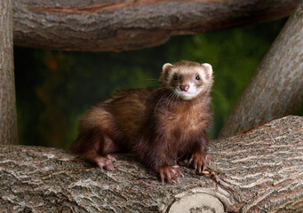A chocolate-colored ferret sits on a tree. Looks into the camera. Summer day.