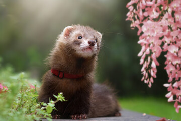 A chocolate-colored ferret walks in the park on a sunny summer day, sits next to pink flowers, looks at the wisteria.