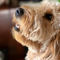 Goldendoodle face close up