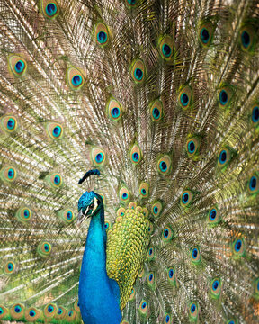 Peacock Stock Photos. Close-up, displaying fold open elaborate fan with train, feathers with blue-green plumage with eye spots on the fan tail, head ornament in its environment and habitat. Image. 