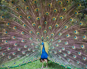 Obraz premium Peacock stock photos. Close-up profile, displaying fold open fan with train feathers with blue-green plumage with eye spots on the fan tail, head ornament in its environment and habitat. Image. 