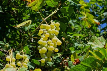 yellow ripe grapes on a branch with green leaves in a summer garden
