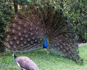 Obraz premium Peacock bird Stock Photos. Peacock birds, the beautiful colourful bird in courtship with a female peacock present. Image. Picture. Portrait. Photo.